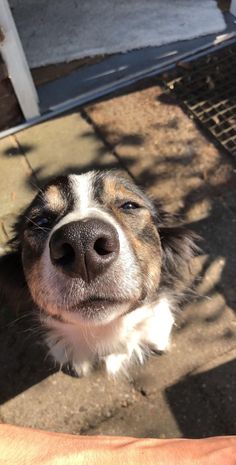 a dog is looking up at the camera