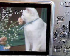 a close up of a camera with a cat on it's screen and flowers in the background