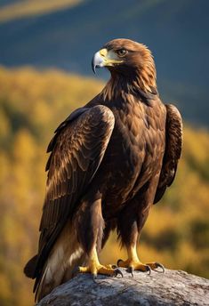 an eagle sitting on top of a rock