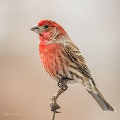 a small red bird sitting on top of a branch