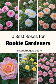 the top 10 best roses for rookie gardeners in their garden, including pink and