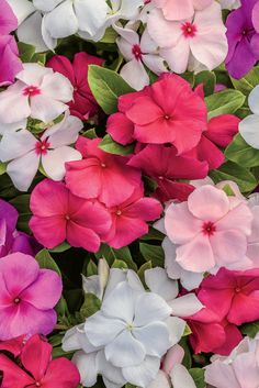 many pink and white flowers with green leaves