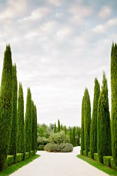 an image of a road that is lined with trees and bushes in the middle of it