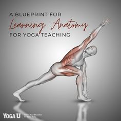 a blueprint for learning anatomy for yoga teaching