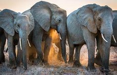 a herd of elephants standing next to each other on a dry grass covered field with trees in the background