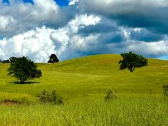 two trees are standing in the middle of a grassy field under a cloudy blue sky