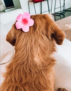 a brown dog with a pink flower in its hair sitting on top of a bed