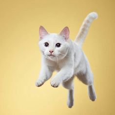 a white cat is flying through the air