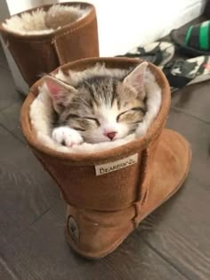 a small kitten is sleeping in a boot