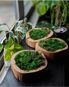 three wooden bowls filled with green moss sitting on top of a window sill next to plants