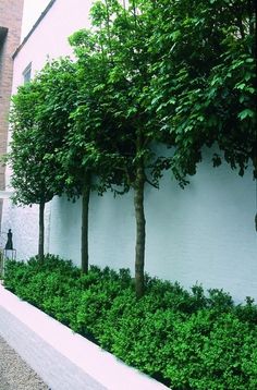 a row of trees on the side of a white wall in front of a building