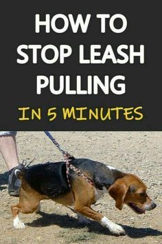 a dog on a leash with the words how to stop leash pulling in 5 minutes