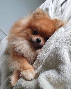 a small brown dog laying on top of a white blanket