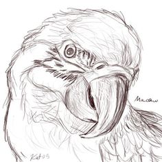 a drawing of a bird with its mouth open