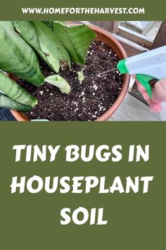 tiny bugs in houseplant soil with text overlay that reads tiny bugs in houseplant soil