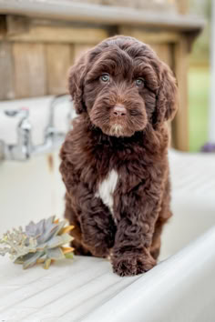 a brown dog sitting on top of a bath tub