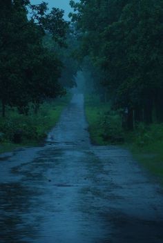 an empty road in the middle of a forest at night with trees on both sides