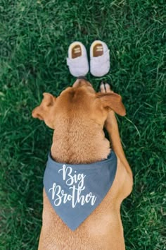 a dog wearing a bib and slippers sitting in the grass with it's head up