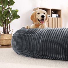 a dog sitting on top of a large gray pillow next to a plant and bookshelf