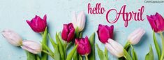 pink tulips are arranged in front of a blue background with the words hello april