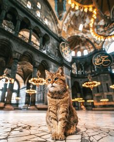 a cat sitting on the floor in an ornate building