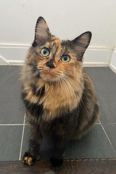 a cat sitting on the floor looking up