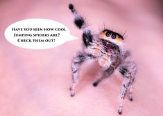 a jumping spider with a speech bubble saying have you seen how cool jumping spiders are? check them out