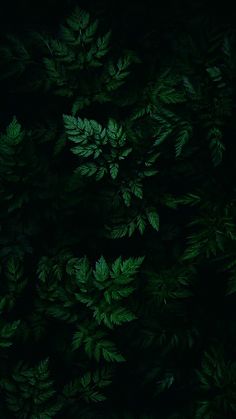 green leaves are seen in the dark