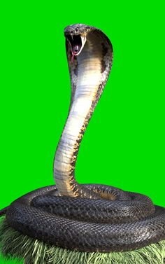 a large snake with its mouth open on top of a grass covered ground in front of a green background