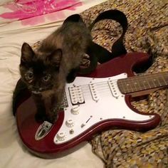 a cat sitting on top of a red guitar in a bed next to a pillow