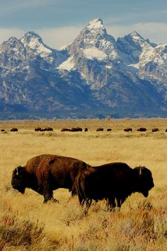 a herd of bison grazing in an open field with mountains in the background