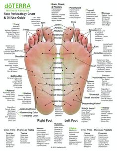 Foot Reflexology Chart, Reflexology Foot Chart, Trening Sztuk Walki, Hand Reflexology, Reflexology Chart, Reflexology Massage, Foot Reflexology, Essential Oils Recipes, Acupressure Points