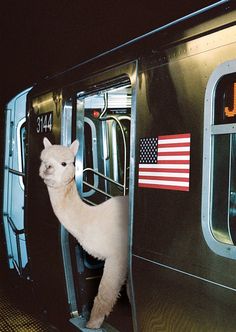 an alpaca standing on the door of a train