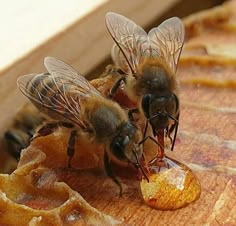 two bees sitting on top of a piece of bread with honey in their mouths and eyes