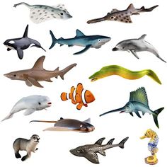 an assortment of different types of sea animals