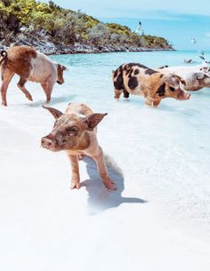 three pigs are walking along the beach