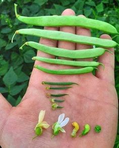 a person's hand holding several different types of beans and pea pods on it