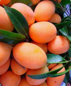 a bunch of ripe apricots hanging from a tree