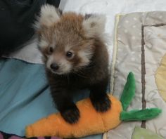 a small brown and white animal standing on top of a stuffed carrot next to a blanket