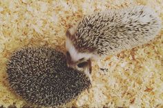 two small hedges sitting on top of a pile of wood shaving