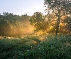 the sun shines brightly through the trees and grass in this field with wildflowers