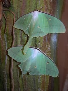 two large green moths sitting on the side of a tree