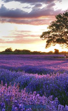 a field full of purple flowers with a tree in the distance at sunset or dawn