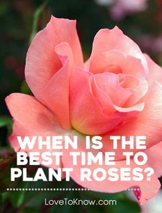 a pink rose with the words, when is the best time to plant roses?