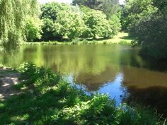 a small pond surrounded by trees and grass