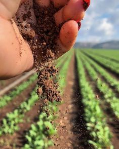 a person holding dirt in their hand over a field