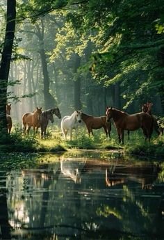 several horses are standing near the water in the woods