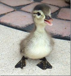 a small duck is sitting on the floor