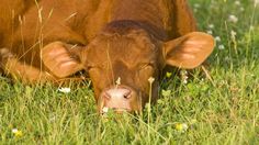 a brown cow laying in the grass with it's head on its hind legs