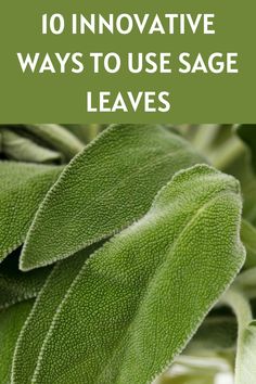 sage leaves with the title 8 wonderful ways you can use sage leaves